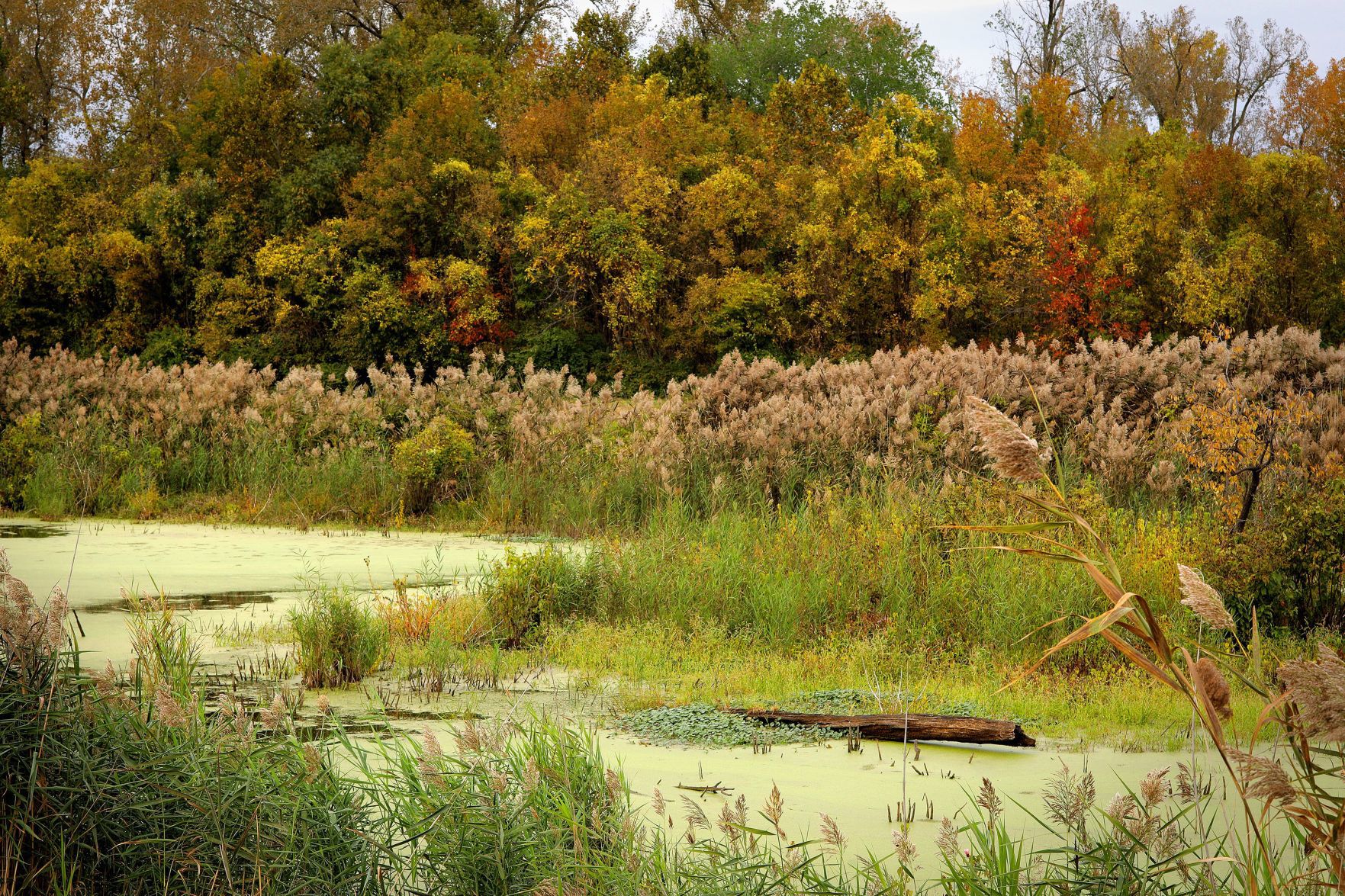 2019 Fall color
